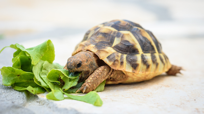 slow eating eat slower to avoid temptations